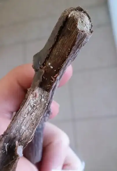 cut surface