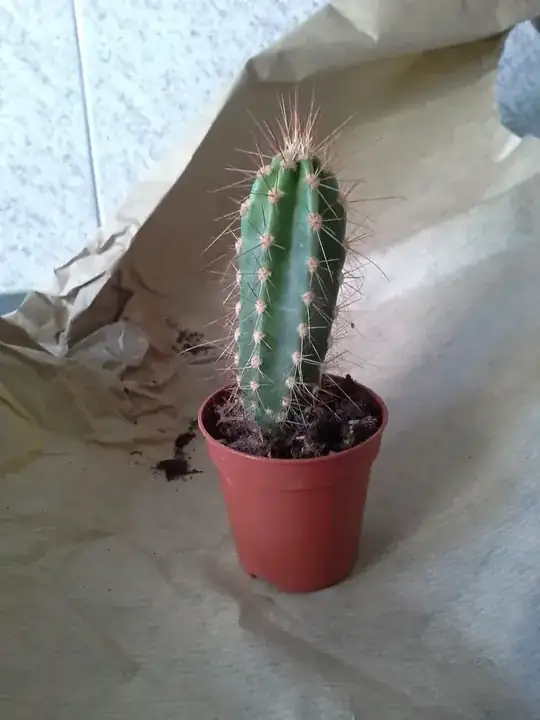 cactus