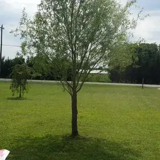 Full Tree