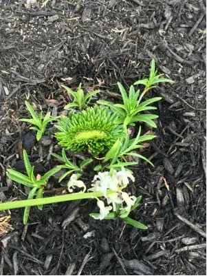 lilies odd growth