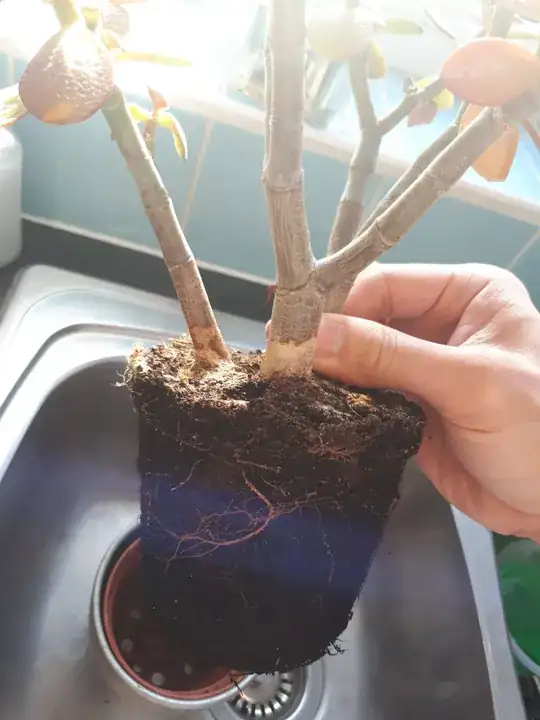 root