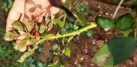 under leaf