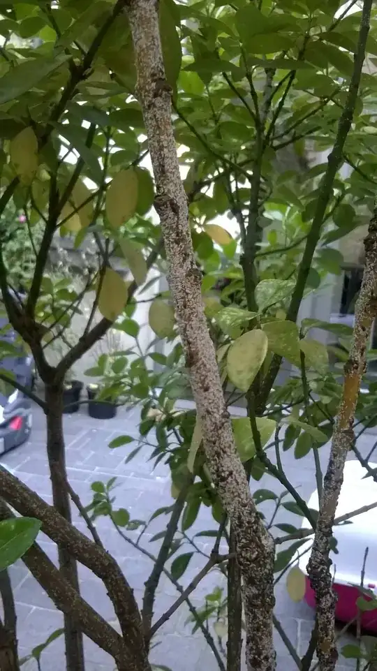 The infested bark