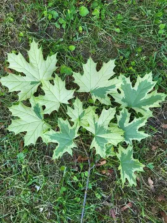 Leaves