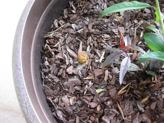 weird stuff in pot