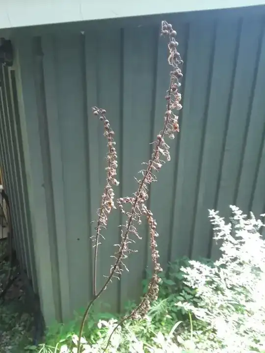 dead bugbane flower stalk