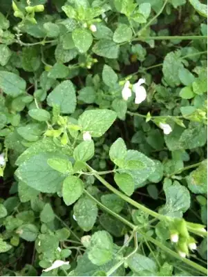 plant2