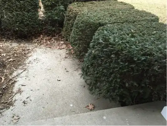 several bushes overgrowing sidewalk