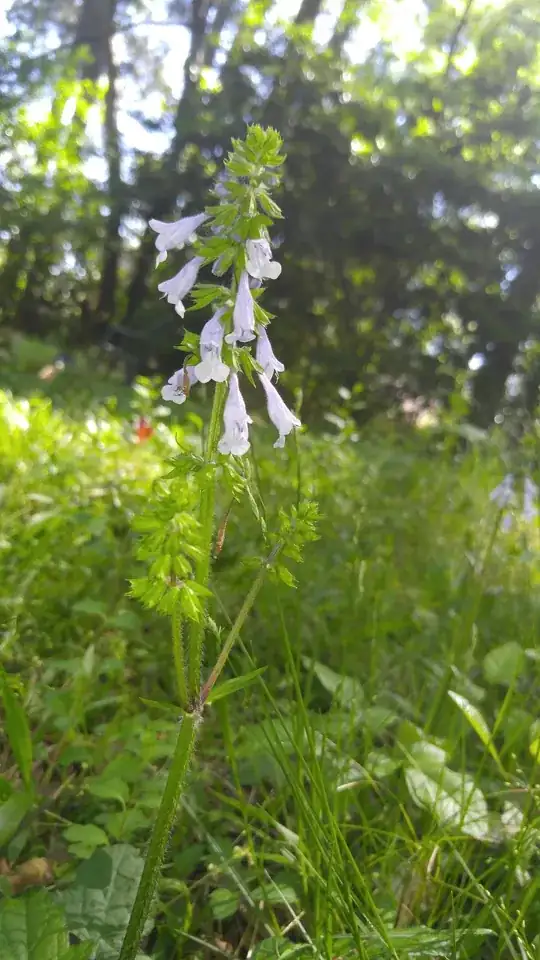 Image of flowers