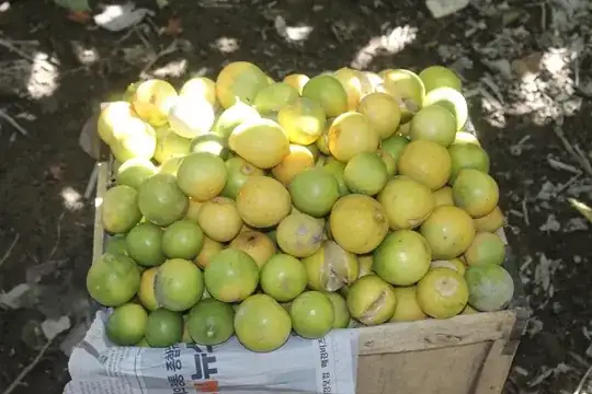 lemons with cracks