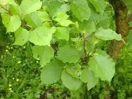 apricot leaves