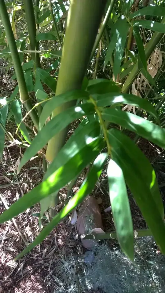 leader branch