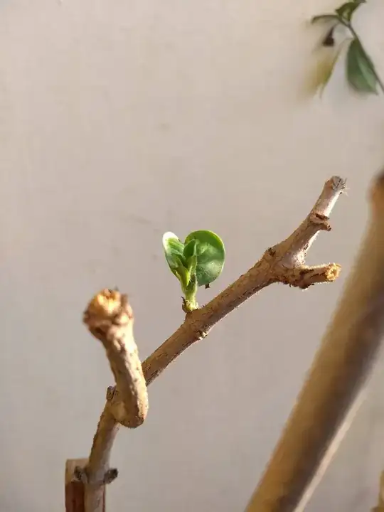 Leaf stem detail