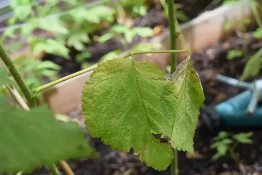 Leaves and branch dying