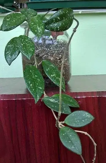 Hoya carnosa