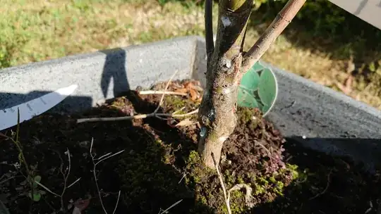 Acer trunk white spots