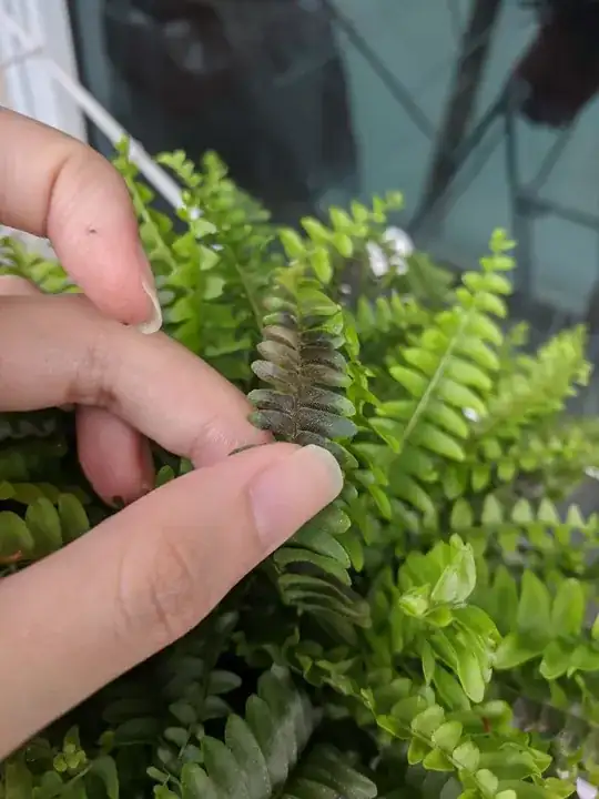 Underside of fern