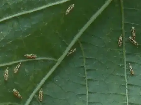 Leafhoppers from 2015 in southwestern Idaho