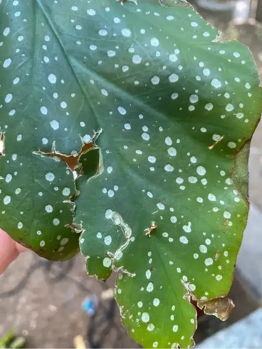 leaf two
