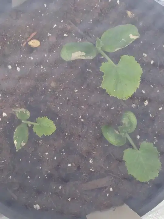  zucchini leaves have big white spots