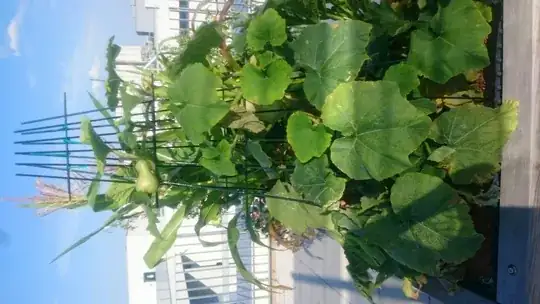 plant growing upwards