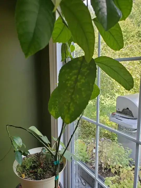 meyer lemon tree leaves