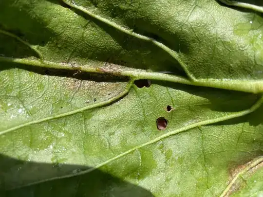 Leaf1