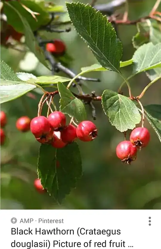 Black Hawthorne