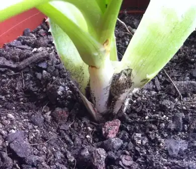 Photo of unidentified gourd 2