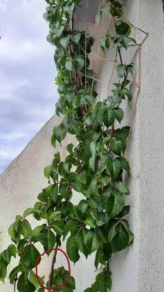 virginia creeper 