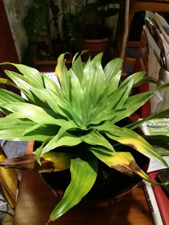 plant identification