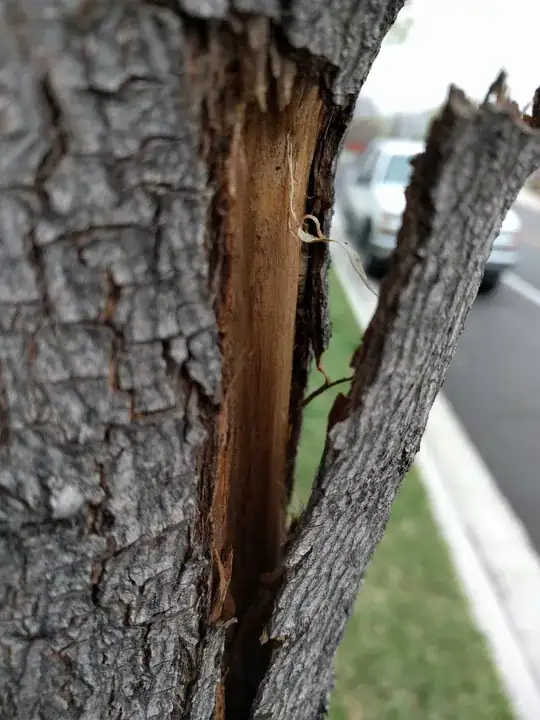 Trunk of tree 2