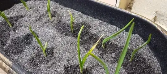 garlic leaves turning yellow