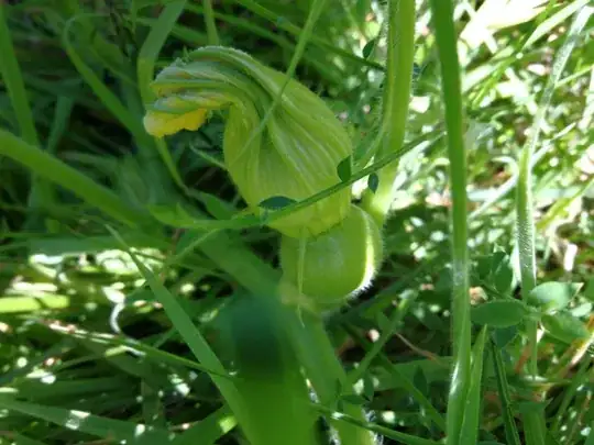 globular fruit