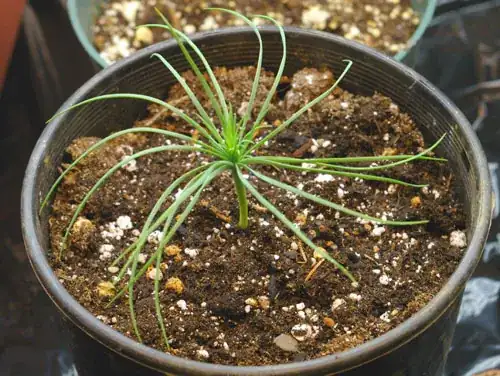 ghost pine seedling
