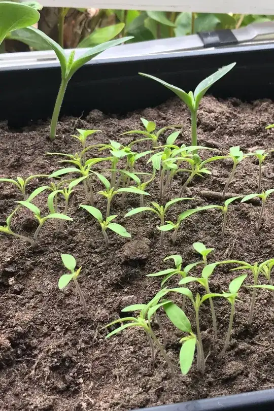 tomato plants