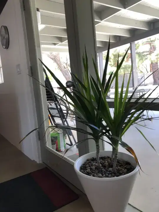 newly repotted plant