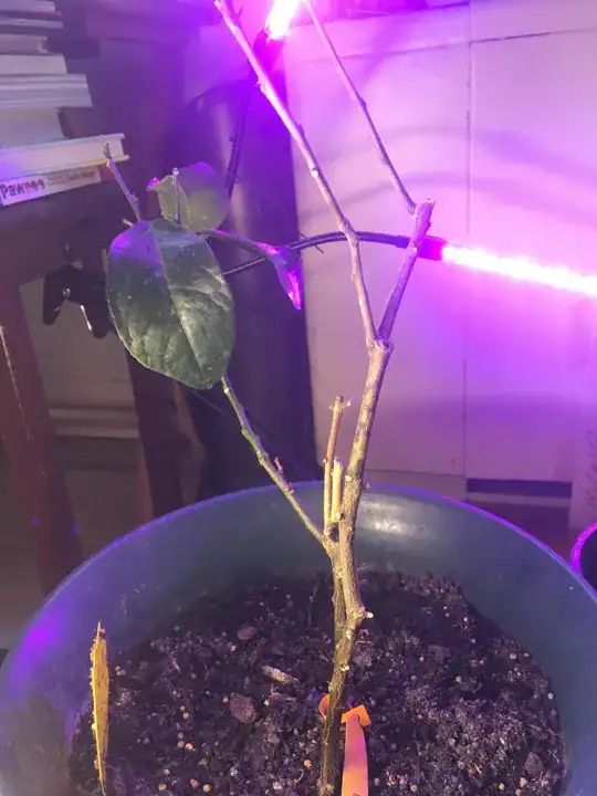 Lemon tree