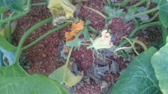 dead leaves in the middle of the plant 