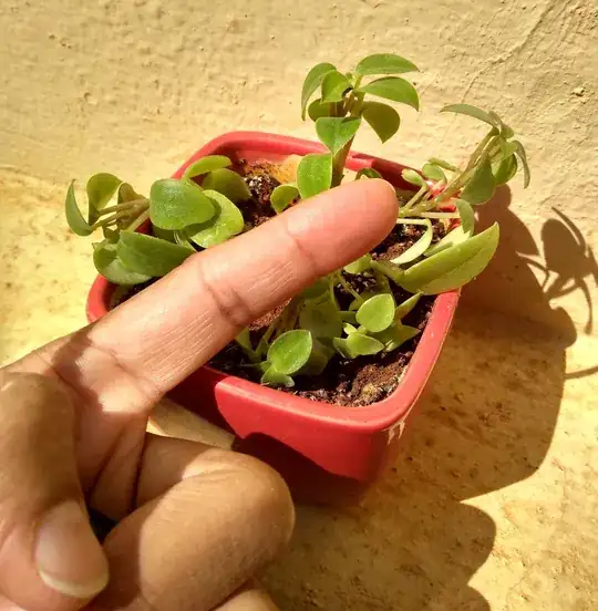 Plant image