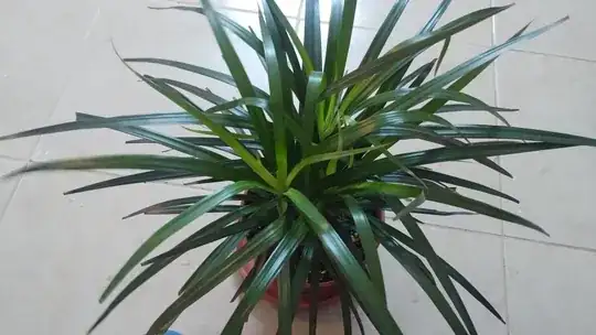 Whole plant