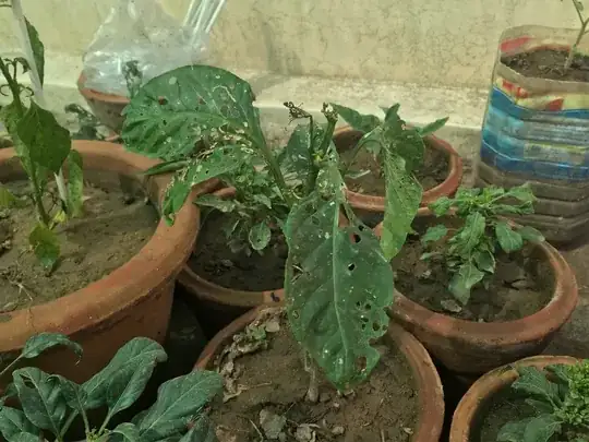 poison ivy plant