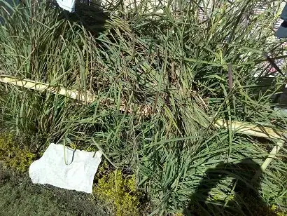 This is the image of the lemongrass planted in the ground