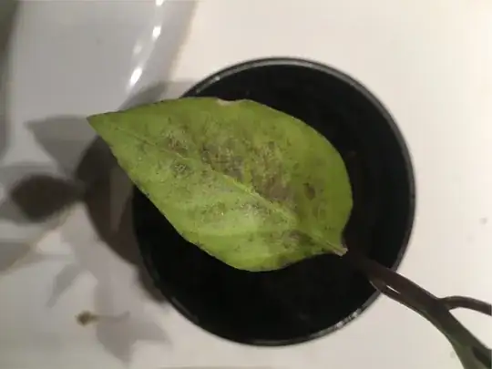 Espelette Chilli Leaf