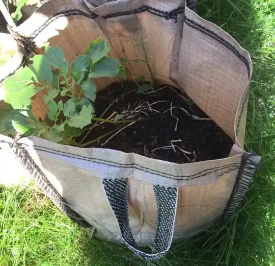Potato bag