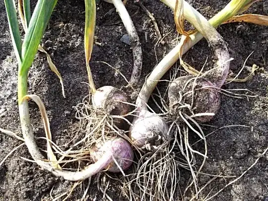 Sideways garlic