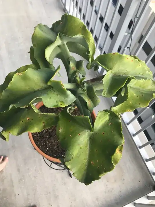 full kalanchoe
