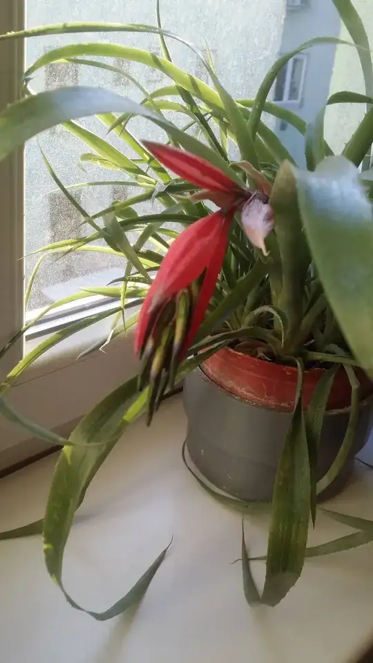 flower of the plant