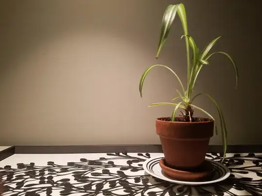 A spider plant (Chlorophytum comosum) in a 4 inch pot with seven tall, healthy leaves, the tallest of which is 8 or 10 inches tall, as well as several smaller leaves.