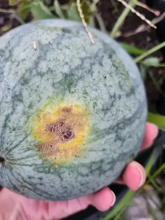 Watermelon fruit with discolouration
